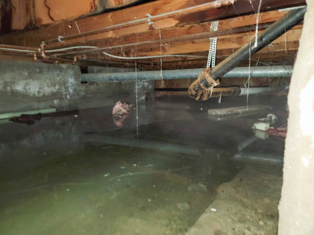 Best Water damage cleanup near me  in St Maries, ID