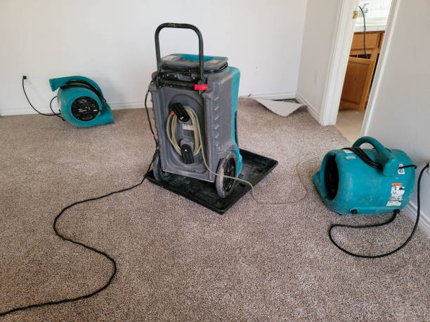 Best Mold removal after water damage  in St Maries, ID
